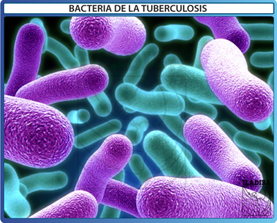 Bacteria TB